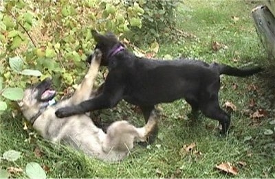 Two Puppies are playing with each other outside.