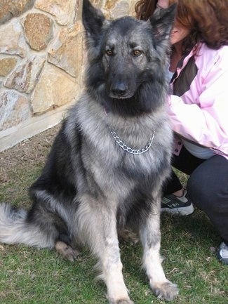 The front right side of a black and grey Shiloh Shepherd that is sitting outside in front of a house with a lady kneeling beside her.