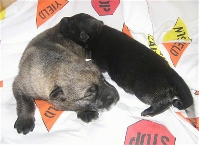 Two new born puppies laying on a blanket
