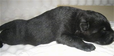 Close up - Theright side of a black puppy that is laying across a towel.