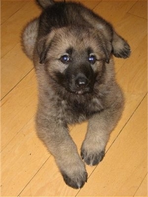 A tan and black puppy is laying on a hardwood floor and it is looking forward.