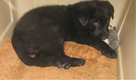 The right side of a black puppy that is laying in the corner of a crate with a dog toy