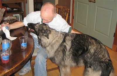 Meadow the Shiloh Shepherd getting pet by an autistic man