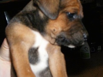 Close up - A brown and black Original Mountain Cur puppy is being held in the air by a persons hand. The pup is looking off to the right.