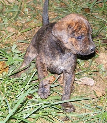 Front view - A brown and black Original Mountain Cur puppy is standing in grass looking to the right. Its left paw is in the air. The puppies tail is up.