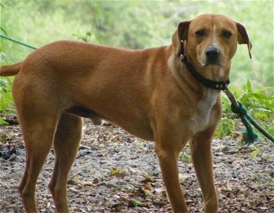 mountain cur dog image