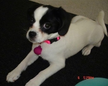 Front side view - A white with black Peagle dog is wearing a hot pink collar laying on a carpet looking up.