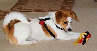 Side view - A white with red Pomeagle puppy laying across a tan carpet with a plastic key toy in its front paws. It is looking down at the toy.