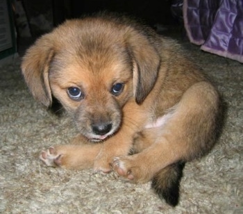 Close up side view - A small, drop eared, fuzzy, tan with black and white Pomeagle puppy is sitting on a tan carpet looking down and forward.