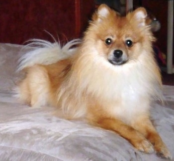 Front view - A brown with white Pomeranian is laying on a bed and it is looking forward.