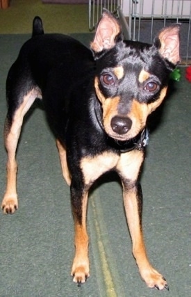 A black and tan Rat Pinscher is standing on a pair of rugs in front of a cage and it is looking forward.