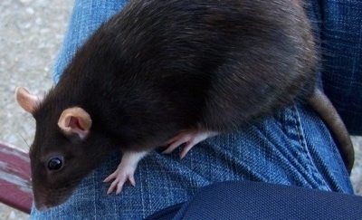 Close up - A black Berkshire Fancy rat is laying across a persons leg and it is looking down over the edge. The person is outside and sitting on a wooden bench.