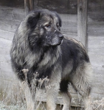 shepherd dog