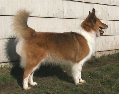 Images Of Collies