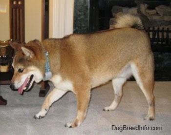 The left side of a brown with white Shiba Inu that is walking across a tiled surface, it is looking down and it is panting. Its fringe tail is curled up over its back.