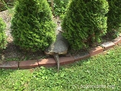 The backside of a huge 2 foot snapping turtle that is heading into the bushes