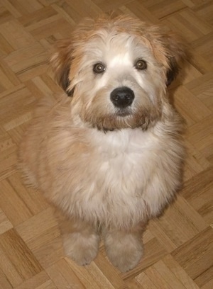 A tan with white and brown Soft Coated Wheaten Terrier puppy is sitting on a tiled floor and it is looking up. It has light brown round wide eyes.