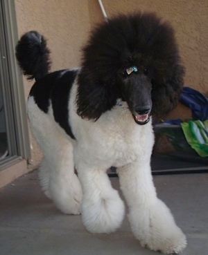 Front side view - A white with black, parti-colored Standard Poodle dog walking down a concrete porch. It has a ribbon in its hair, its mouth is open and it looks like it is smiling. The dog has a thick coat with shaved hair on its snout.