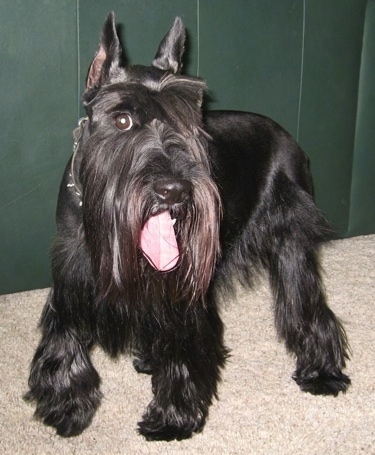 Close up front side view - A long coated, black Standard Schnauzer dog standing on a tan carpet looking forward, its mouth is open and its tongue is sticking out. There is a green couch behind it. The dog has pointy cropped ears with long hair on its muzzle, under belly and legs. Its back is shaved.