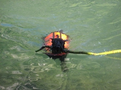 Front view - A black Standard Schnauzer dog wearing a life vest and swimming through a body of water with a stick in its mouth.