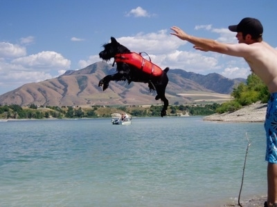 A black Standard Schnauzer dog wearing a red life vest being thrown into a body of water by a person.