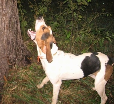 A tall, white with black and brown Treeing Walker Coonhound dog standing across a grass surface and it is barking at something up in a tree at night.