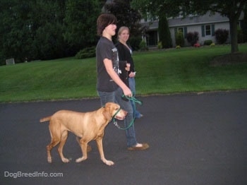 Two girls are walking a red Vizsla down a road.