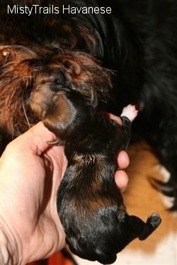 Puppy held by a person being licked by the dam