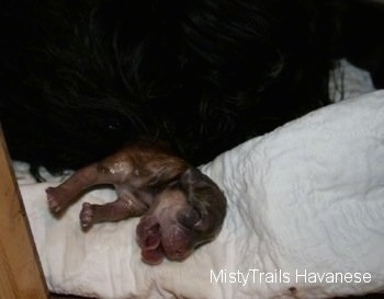 Puppy Number Three laying on a blanket