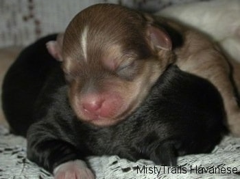 Two Puppies laying on top of each other