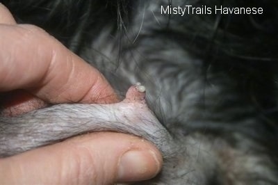 Close Up - a person pushing milk out of a teat