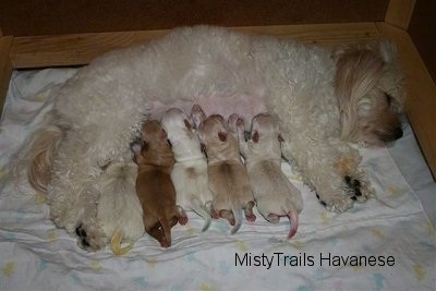 Puppies back to nursing