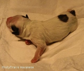 First Puppy laying on a towel