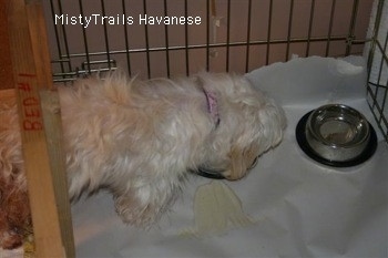 Dam walking to water bowl inside her pen