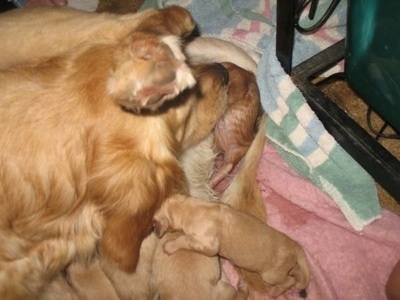 Annie the Golden Retriever dam cleaning her newborn pup