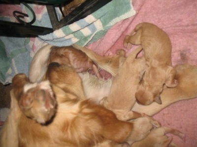 Annie the Golden Retriever dam laying on a towel nursing the puppies