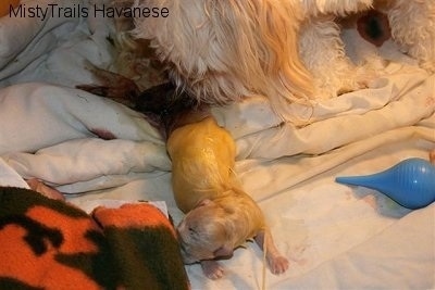 Second Puppy is laying on a blanket adjacent to the dam