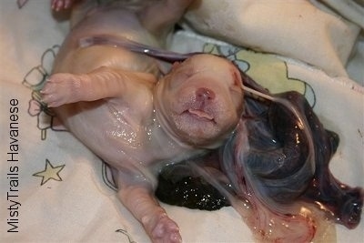 Close Up - Third Puppy laying next to the placenta on a blanket