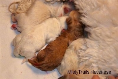 Close Up - Puppy number four nursing with other puppies