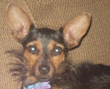 Close up head and upper body shot - A black with tan Yorkie Pin dog laying against the back of a tan couch looking forward. It has very large wide perk ears, wide round brown eyes, a black nose with shorter hair on its head and longer hair on its neck and body.