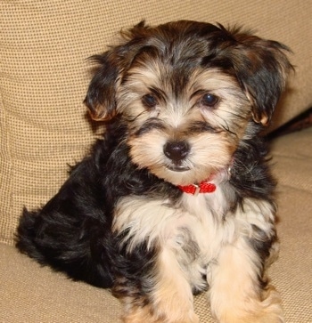 The front right side of a soft looking tan and black Yorkie-ton puppy that is sitting on a tan couch looking forward.