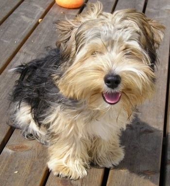 The front right side of a little, long haired black and tan Yorkie-ton dog sitting across a hardwood porch. Its mouth is open and it looks like it is smiling. It has a big black nose and the long hair on its face is covering up its eyes.