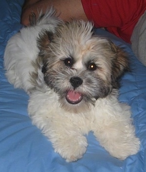 A white with gray and brown Zuchon puppy is laying on a bed. It is looking forward, its mouth is open and it looks like it is smiling. there is a person laying to the right of it. The dog looks happy and soft like a stuffed toy.