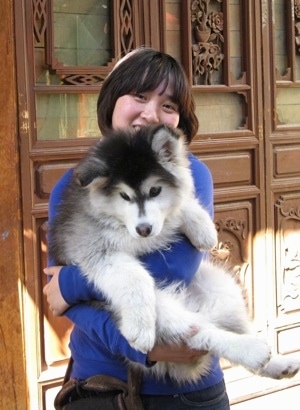 A fluffy, white, grey and black Alaskan Malamute puppy is in the arms of a lady standing in front of a large fancy wooden door. The puppy is looking down and the lady is smiling.