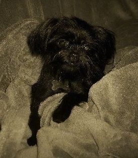 The front left side of a Black Affenhuahua sitting in a blanket
