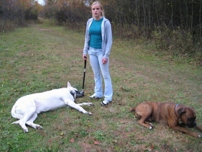 A White German Shepherd laying down on grass with a lady holding its leash and A brown brindle Boxer is laying down adjacent to the Shepherd.