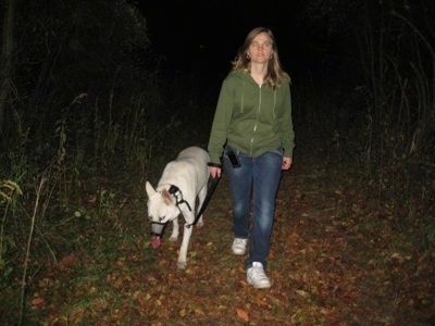 A White German Shepherd being walked on a trail in the woods by a lady in a green jacket.