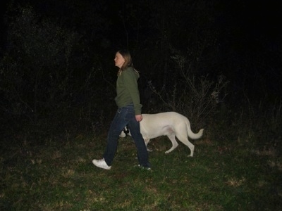 The left side of a White German Shepherd that is being walked in the woods by a lady at night