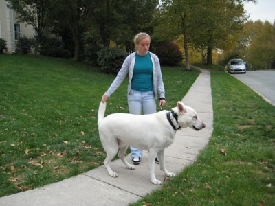 A White German Shepherd standing on sidewalk is having its tail held by a lady