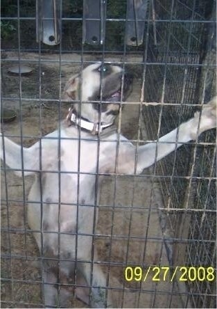 An American Bull Mastiff is climbing up against a cage.